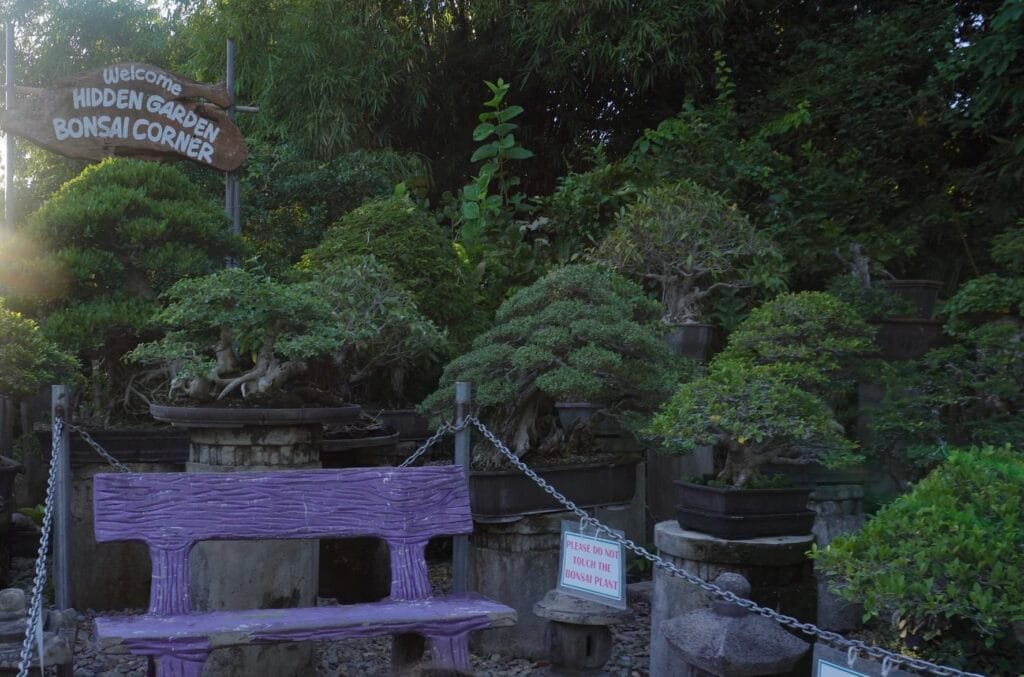 Bonsai corner inside Hidden Garden Vigan with plant displays
