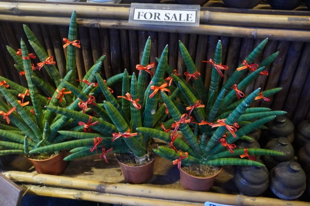 Potted plants with red ribbons for sale inside Hidden Garden Vigan
